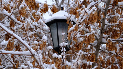 
Lantern in the city park.
Snow on tree branches