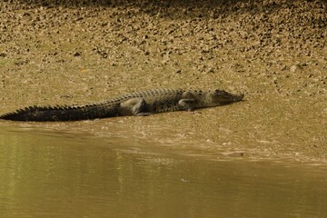 crocodile in the water