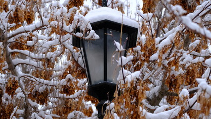 
Lantern in the city park.
Snow on tree branches