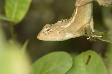 lizard on a branch