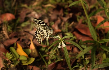 Common Jezebel or indian Jezebel sitting on teak tree flower 