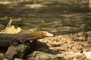 monitor lizard on the rock
