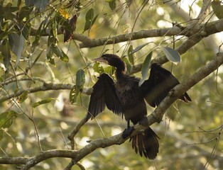little cormorant drying wings