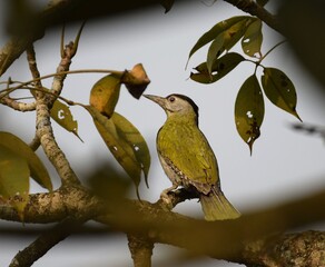 streak throated woodpecker