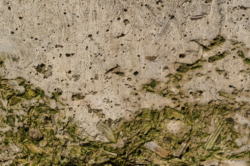 Old concrete wall for the backdrop. Inclusions of wood shavings. Green mold and lichen.