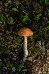 mushroom in the forest