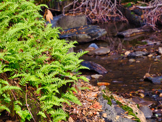 Green ferns next to a creek