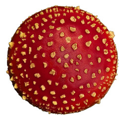 Top view of poisonous red and white amanita on white background