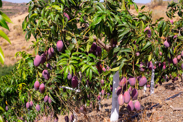 Big ripe mangoes hanging on tree branches in summer fruit garden..