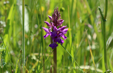 Übersehene Knabenkraut - Southern marsh orchid