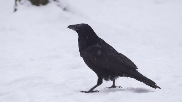 The movement of a black crow in the snow in slow motion
