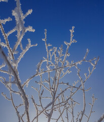 Close of view of a plant with hoarfrost in its stems. Freezing fog. Frost