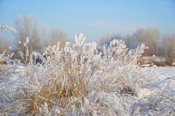 Beautiful dry grass covered with snow in hoarfrost against blue sky