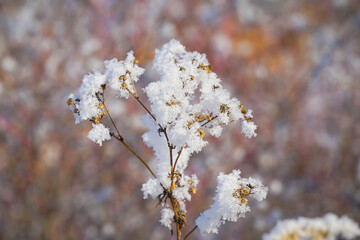 Beautiful dry grass covered with snow in hoarfrost against blue sky