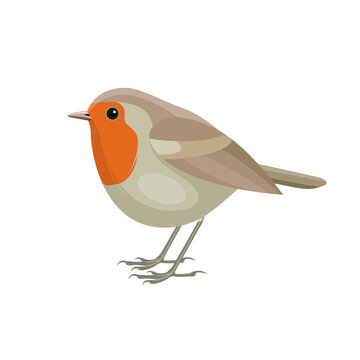 recommend clip art: European robin bird, known simply as the robin or robin redbreast in Ireland and Britain. Flat vector illustration.