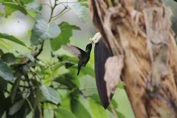 red billed hornbill