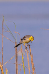 Yellow Wagtail Looking downwards