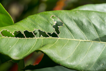 photo of hollow leaves eaten by insects