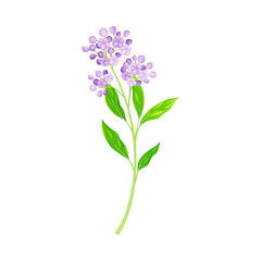 Flower Stem or Stalk with Purple Florets as Meadow or Field Plant Vector Illustration