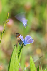 A pair of Closeup beautiful Lovely mating Common Blue Butterflys (Polyommatus icarus)
sitting on green plant, flower in Antalya Turkey.