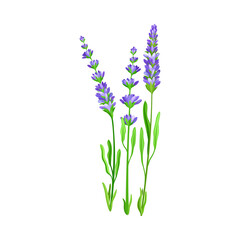 Obraz premium Flower Stem or Stalk with Blue Florets as Meadow or Field Plant Vector Illustration