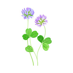 Clover Flower Head on Stem or Stalk as Meadow or Field Plant Vector Illustration