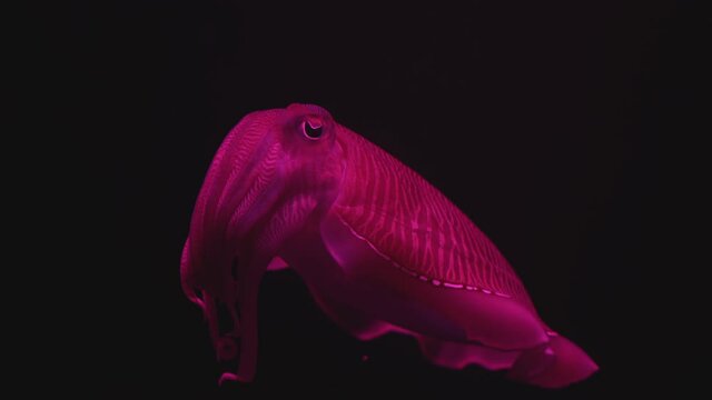 cuttlefish close-up swims on a black background and changes color