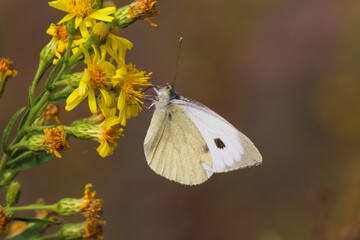 Selective Focus, close-up Of Great White Angel Butterfly brassicae On Yellow Hypericum Flower.