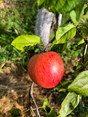 natural apple from live apple tree, not perfect, with small dents and cracks. An environmentally friendly and real natural apple with small defects..