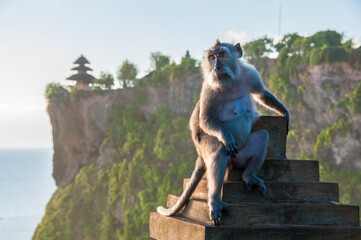 Macacos en Bali
