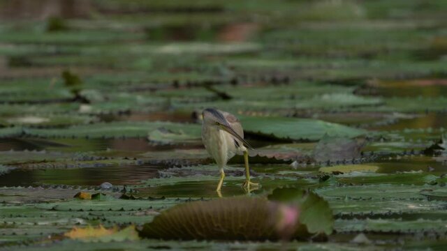 Yellow Bittern hunting its prey at the pond.