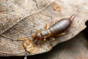Earwig on leaf, macro photo