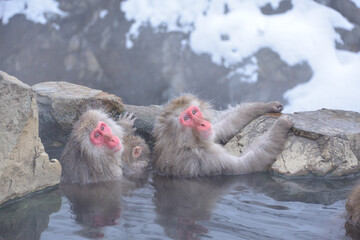 Japanese monkeys in Nagano prefecture in Japan
