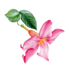 Pink tropical flower, hibiscus on a white background. Watercolor botanical illustration, hand drawing painting