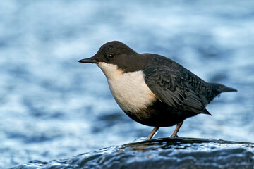 White-throated dipper (Cinclus cinclus)