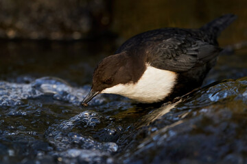 White-throated dipper (Cinclus cinclus)
