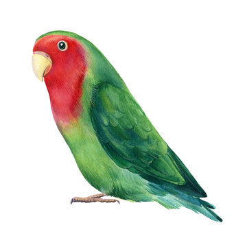 Lovebirds isolated on white background. Cute parrot. Watercolor tropical bird illustration, hand drawing painting