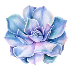 Purple Succulents on white background, watercolor botanical illustration, 