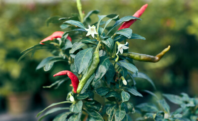 Chilli plant with fresh green organic chilli (Indian variety) in a rooftop garden. Small white flowers are also visible.