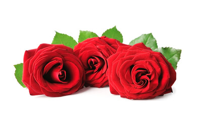 Red rose isolated on white backgrounds.