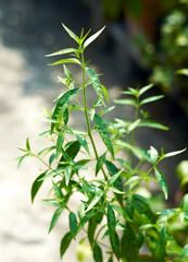 Closeup of Green chiretta (Andrographis paniculata) plant, popularly known as Kalmegh in India and is being used as medicinal plant from age old days. Also known as ' King of Bitters'.