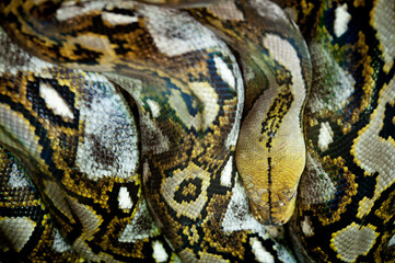 Reticulated python with high angle