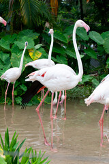 Flamingo walk in the water with green background