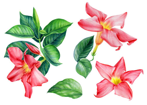 Set tropical flowers on white background, watercolor botanical illustration