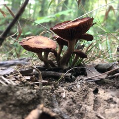 mushrooms in the forest