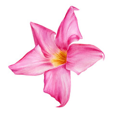 Pink tropical flower, hibiscus on a white background. Watercolor botanical illustration, hand drawing painting