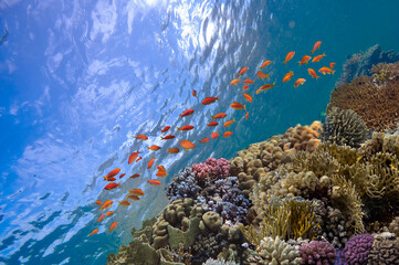 Vibrant and healthy coral reef ecosystem in the crystal clear waters of Red Sea - 407131665