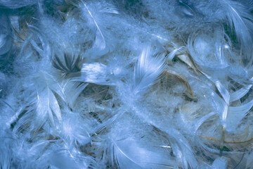 blue fine duck feathers. background or texture