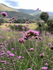 Fototapeta premium field of flowers