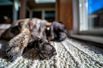 Sleeping dog paw macro close up